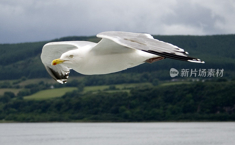 Herring Gull in level flight